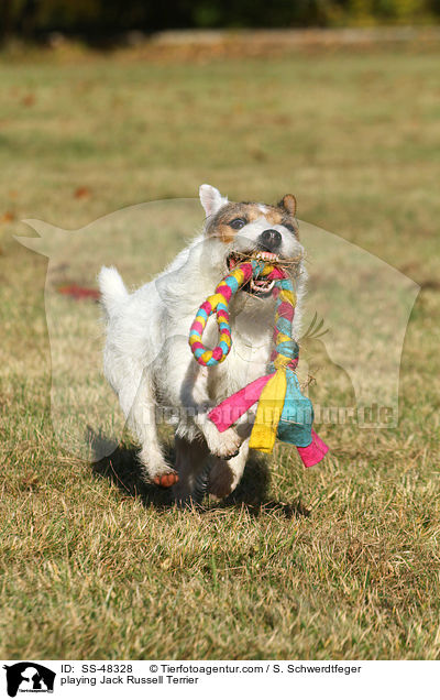 spielender Parson Russell Terrier / playing Parson Russell Terrier / SS-48328