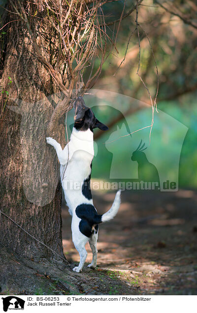 Jack Russell Terrier / Jack Russell Terrier / BS-06253