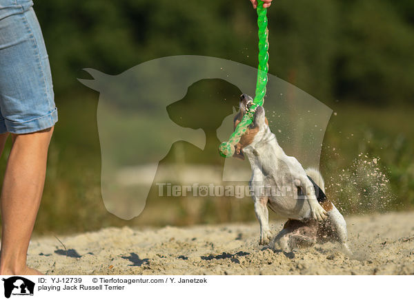 spielender Jack Russell Terrier / playing Jack Russell Terrier / YJ-12739