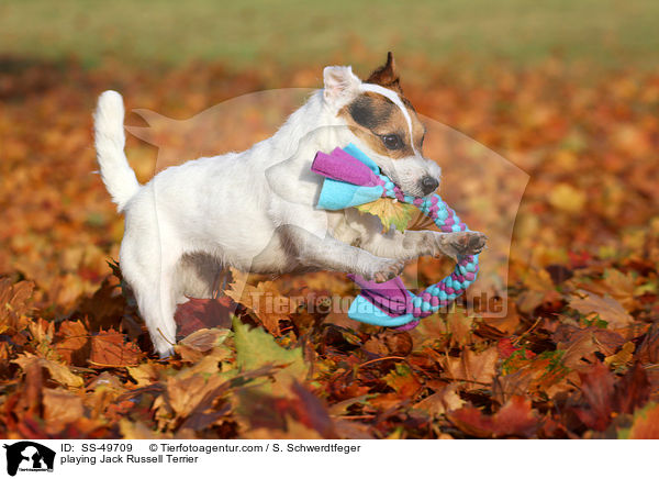 spielender Parson Russell Terrier / playing Parson Russell Terrier / SS-49709