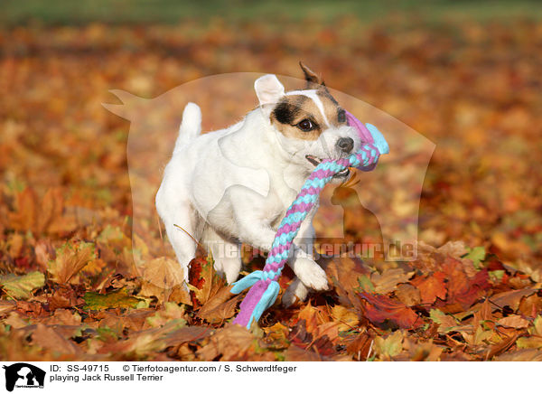 spielender Parson Russell Terrier / playing Parson Russell Terrier / SS-49715