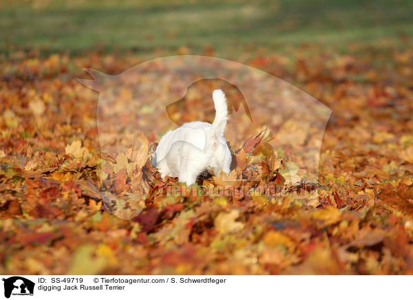 buddelnder Parson Russell Terrier / digging Parson Russell Terrier / SS-49719