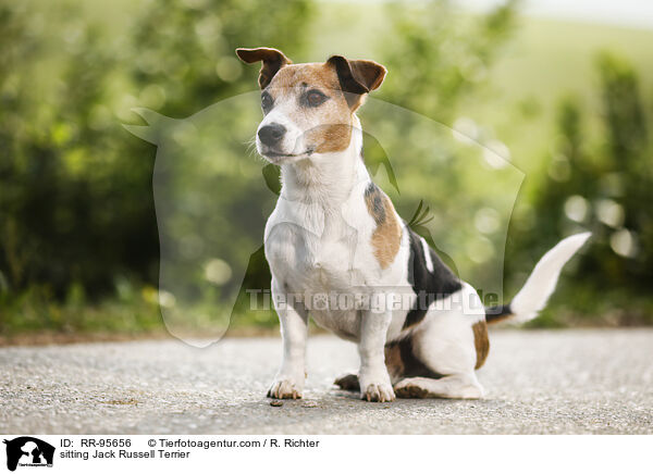 sitzender Jack Russell Terrier / sitting Jack Russell Terrier / RR-95656