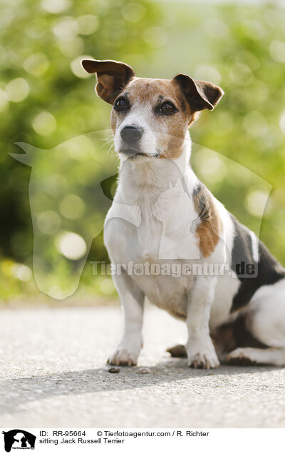 sitzender Jack Russell Terrier / sitting Jack Russell Terrier / RR-95664