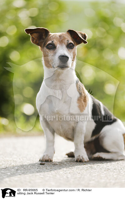 sitzender Jack Russell Terrier / sitting Jack Russell Terrier / RR-95665