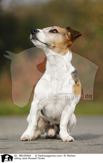 sitzender Jack Russell Terrier / sitting Jack Russell Terrier / RR-95694