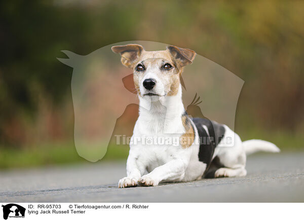 liegender Jack Russell Terrier / lying Jack Russell Terrier / RR-95703