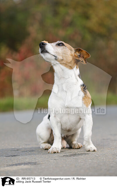sitzender Jack Russell Terrier / sitting Jack Russell Terrier / RR-95713