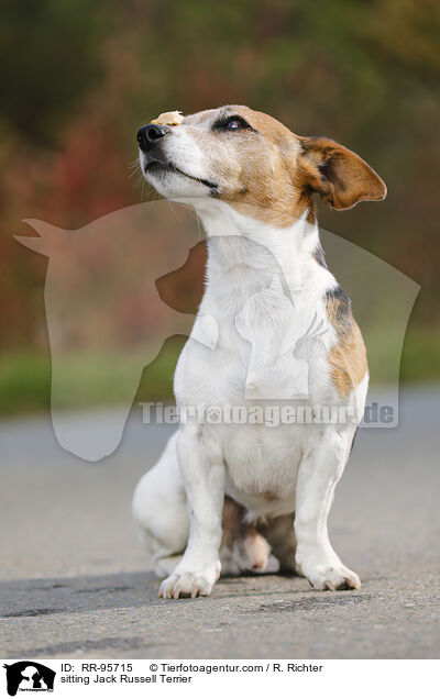 sitzender Jack Russell Terrier / sitting Jack Russell Terrier / RR-95715