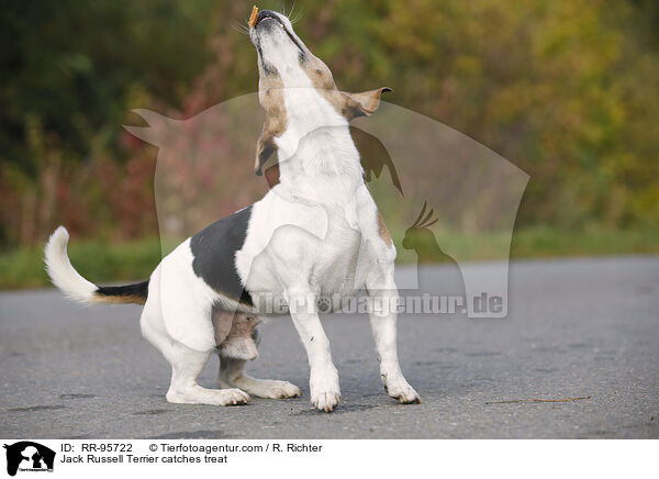 Jack Russell Terrier fngt Leckerli / Jack Russell Terrier catches treat / RR-95722