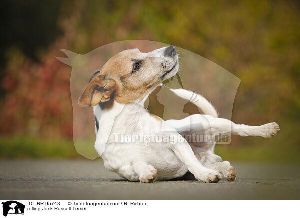 Jack Russell Terrier macht Rolle / rolling Jack Russell Terrier / RR-95743