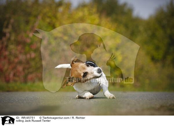 Jack Russell Terrier macht Rolle / rolling Jack Russell Terrier / RR-95751