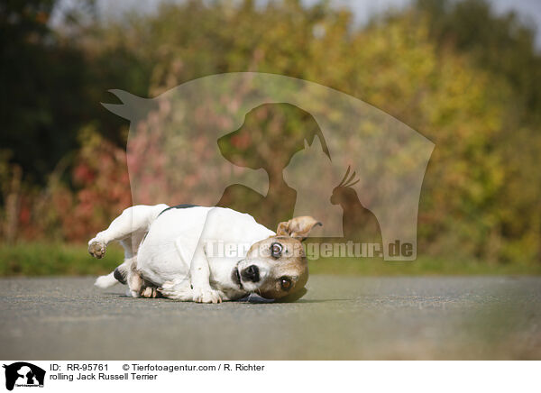 Jack Russell Terrier macht Rolle / rolling Jack Russell Terrier / RR-95761