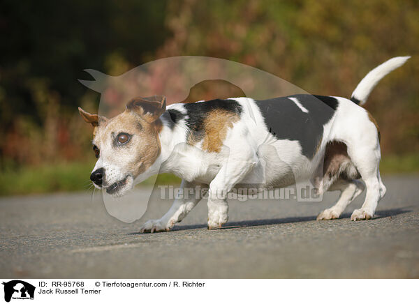 Jack Russell Terrier / Jack Russell Terrier / RR-95768