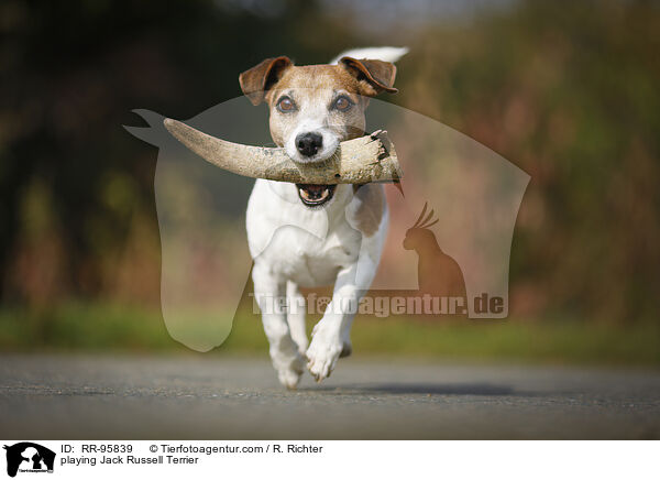 spielender Jack Russell Terrier / playing Jack Russell Terrier / RR-95839