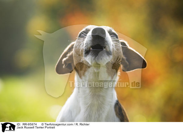 Jack Russell Terrier Portrait / Jack Russell Terrier Portrait / RR-95874