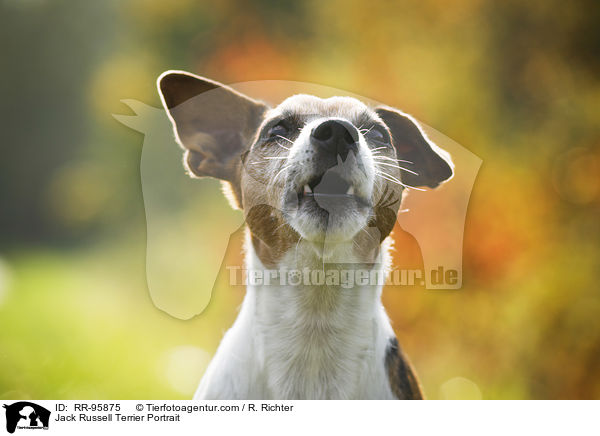 Jack Russell Terrier Portrait / Jack Russell Terrier Portrait / RR-95875