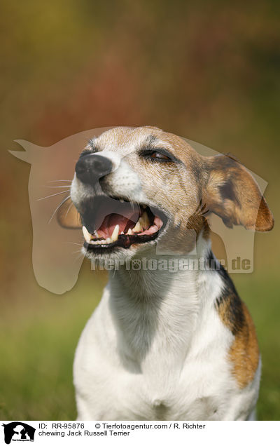 kauender Jack Russell Terrier / chewing Jack Russell Terrier / RR-95876