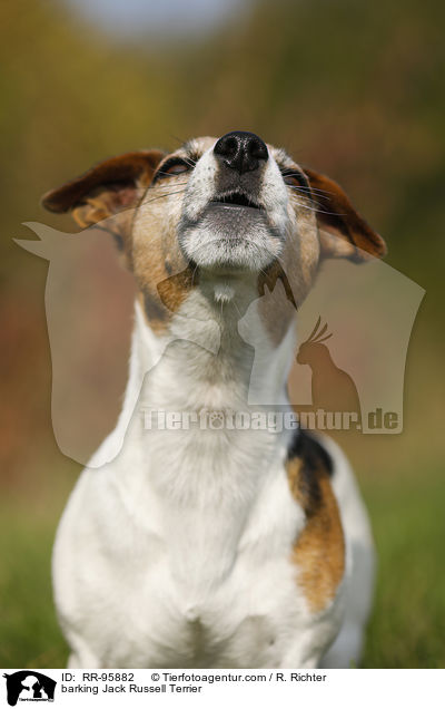 bellender Jack Russell Terrier / barking Jack Russell Terrier / RR-95882