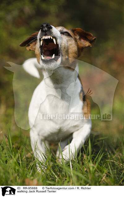 laufender Jack Russell Terrier / walking Jack Russell Terrier / RR-95888