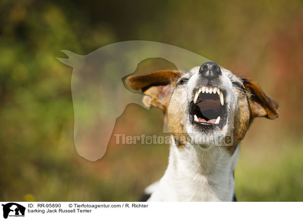 bellender Jack Russell Terrier / barking Jack Russell Terrier / RR-95890