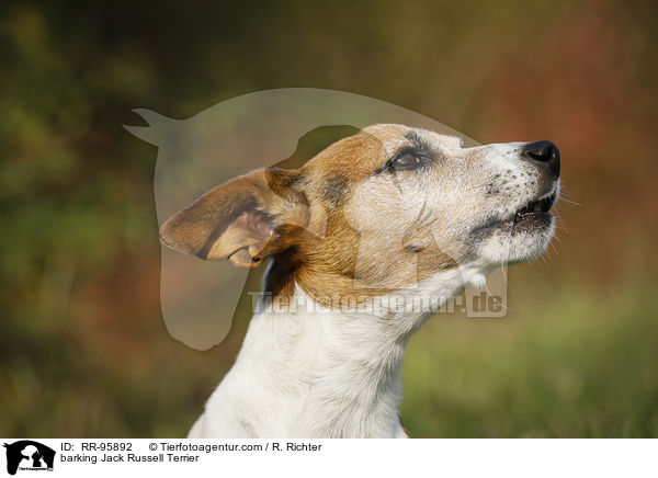 bellender Jack Russell Terrier / barking Jack Russell Terrier / RR-95892