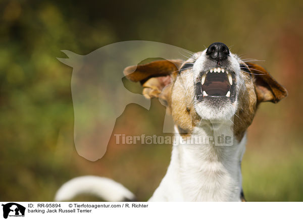 bellender Jack Russell Terrier / barking Jack Russell Terrier / RR-95894