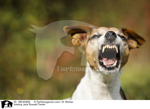 bellender Jack Russell Terrier / barking Jack Russell Terrier / RR-95896