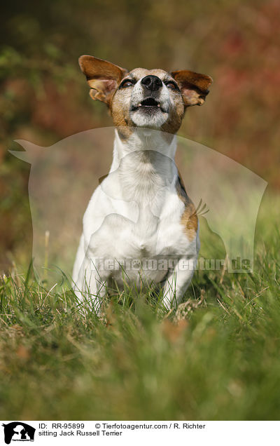 sitzender Jack Russell Terrier / sitting Jack Russell Terrier / RR-95899