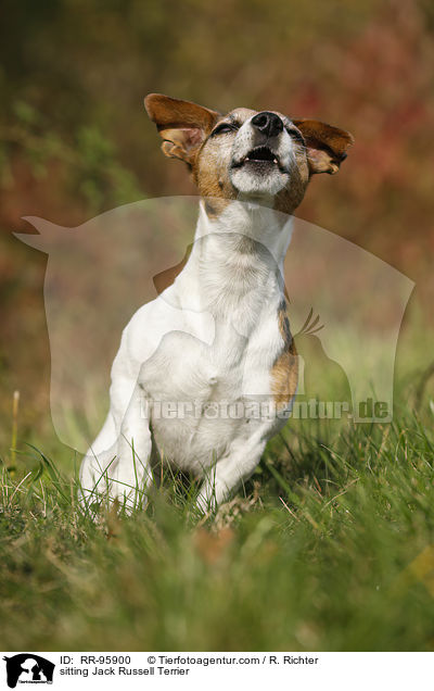 sitzender Jack Russell Terrier / sitting Jack Russell Terrier / RR-95900