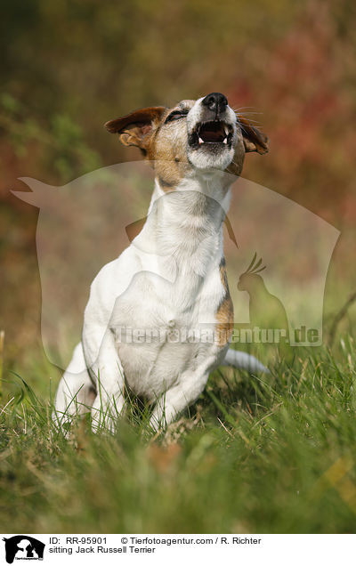 sitzender Jack Russell Terrier / sitting Jack Russell Terrier / RR-95901