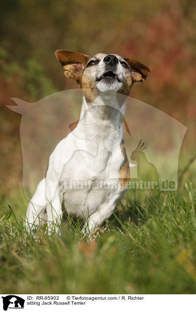 sitzender Jack Russell Terrier / sitting Jack Russell Terrier / RR-95902