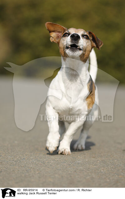 laufender Jack Russell Terrier / walking Jack Russell Terrier / RR-95914