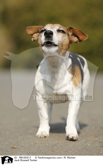 Jack Russell Terrier / Jack Russell Terrier / RR-95917