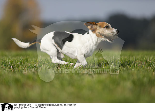 spielender Jack Russell Terrier / playing Jack Russell Terrier / RR-95957