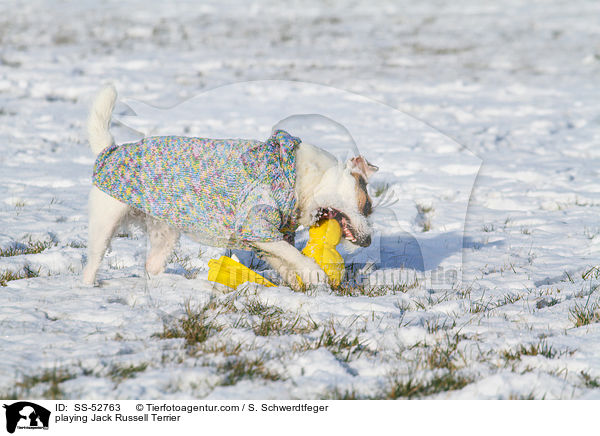 spielender Jack Russell Terrier / playing Jack Russell Terrier / SS-52763