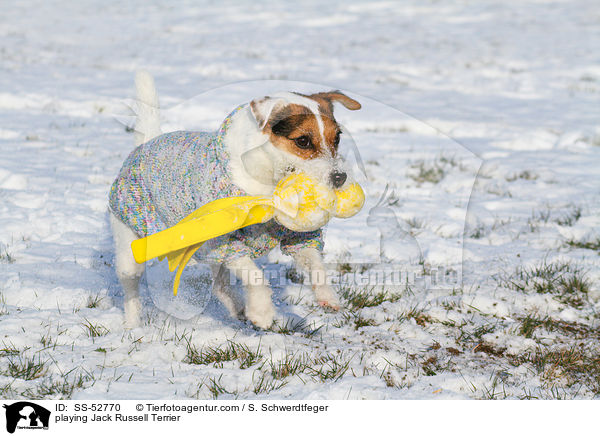 playing Jack Russell Terrier / SS-52770