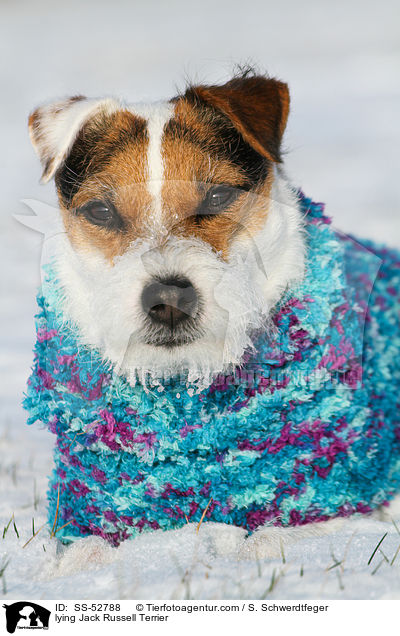liegender Jack Russell Terrier / lying Jack Russell Terrier / SS-52788