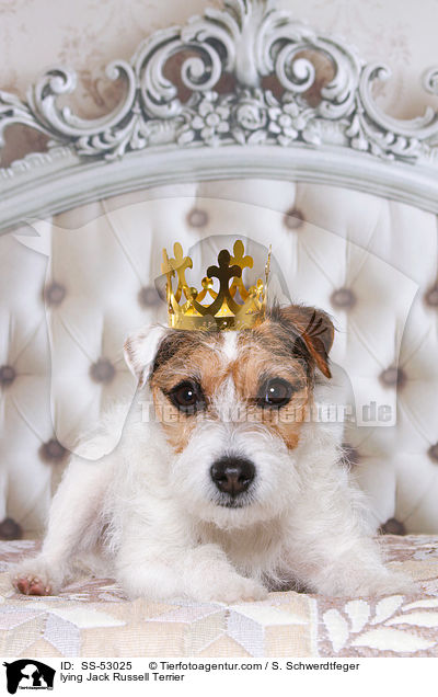 liegender Jack Russell Terrier / lying Jack Russell Terrier / SS-53025