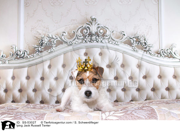 liegender Jack Russell Terrier / lying Jack Russell Terrier / SS-53027