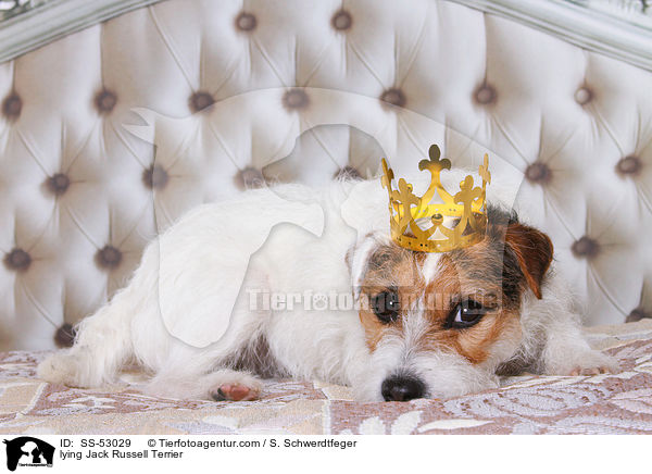 liegender Jack Russell Terrier / lying Jack Russell Terrier / SS-53029