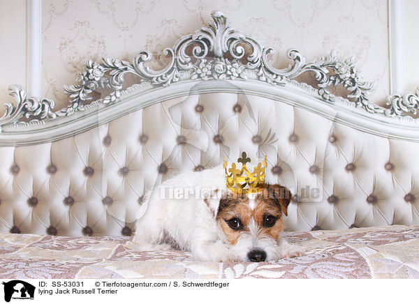 liegender Jack Russell Terrier / lying Jack Russell Terrier / SS-53031