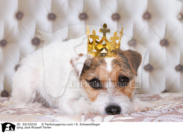 liegender Jack Russell Terrier / lying Jack Russell Terrier / SS-53032