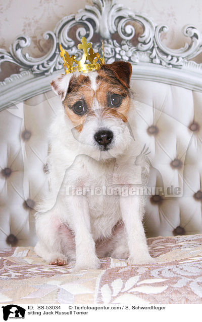 sitzender Jack Russell Terrier / sitting Jack Russell Terrier / SS-53034