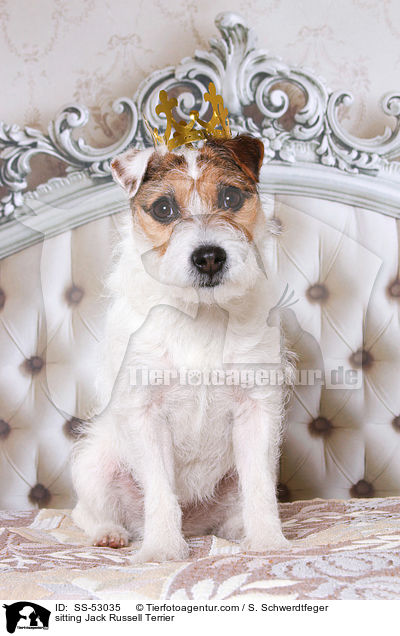 sitzender Jack Russell Terrier / sitting Jack Russell Terrier / SS-53035