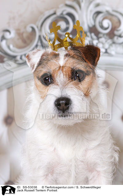 Jack Russell Terrier Portrait / Jack Russell Terriern Portrait / SS-53036