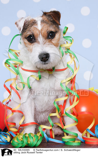 sitzender Jack Russell Terrier / sitting Jack Russell Terrier / SS-53065