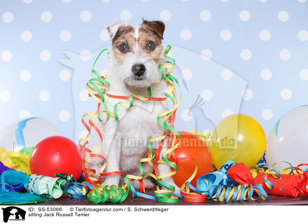 sitzender Jack Russell Terrier / sitting Jack Russell Terrier / SS-53066