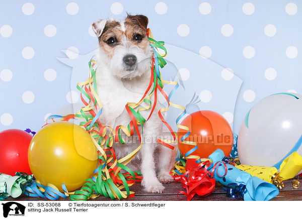 sitzender Jack Russell Terrier / sitting Jack Russell Terrier / SS-53068
