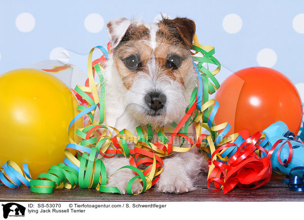 liegender Jack Russell Terrier / lying Jack Russell Terrier / SS-53070